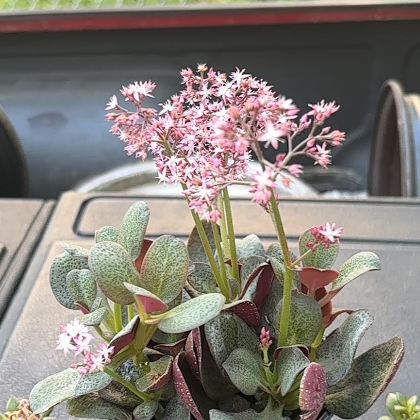 Photo of the plant species Fairy Crassula by @SteadyStingray1 named Prince on Greg, the plant care app