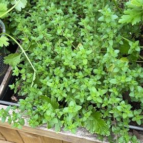 Photo of the plant species Large Thyme by @OverjoyedRye14 named Ulysses S Plant on Greg, the plant care app