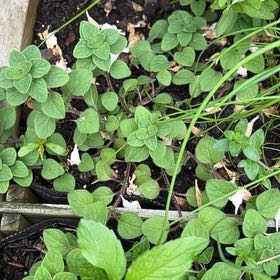 Photo of the plant species Northern Twinflower by @OverjoyedRye14 named Cleopatra on Greg, the plant care app