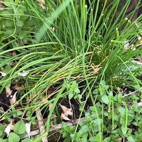 Photo of the plant species Crow Garlic by @OverjoyedRye14 named Maya on Greg, the plant care app