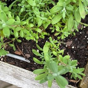 Photo of the plant species Neckweed by @OverjoyedRye14 named Eva on Greg, the plant care app