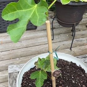 Photo of the plant species Brown Turkey Fig by @OverjoyedRye14 named Gregarious on Greg, the plant care app