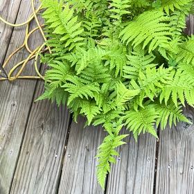 Photo of the plant species Australian Brake by @OverjoyedRye14 named Marley on Greg, the plant care app