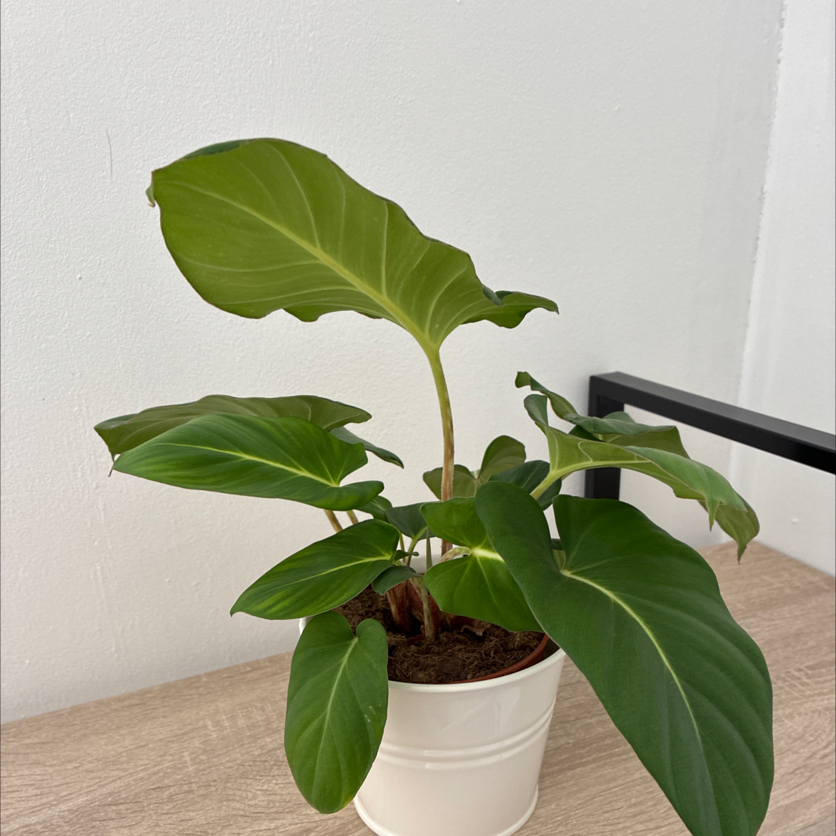 Photo of the plant species Adelonema crinipes by @Anthonyemile named Madonna on Greg, the plant care app