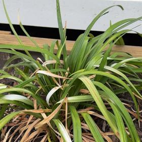 Photo of the plant species Big Blue Lilyturf by @SugarHoya52 named Bigleef Smalls on Greg, the plant care app