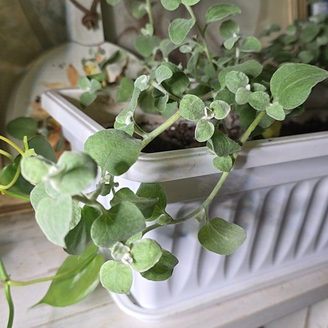 Photo of the plant species Trailing Dusty Miller by @SuperbFrogbit79 named Denali on Greg, the plant care app