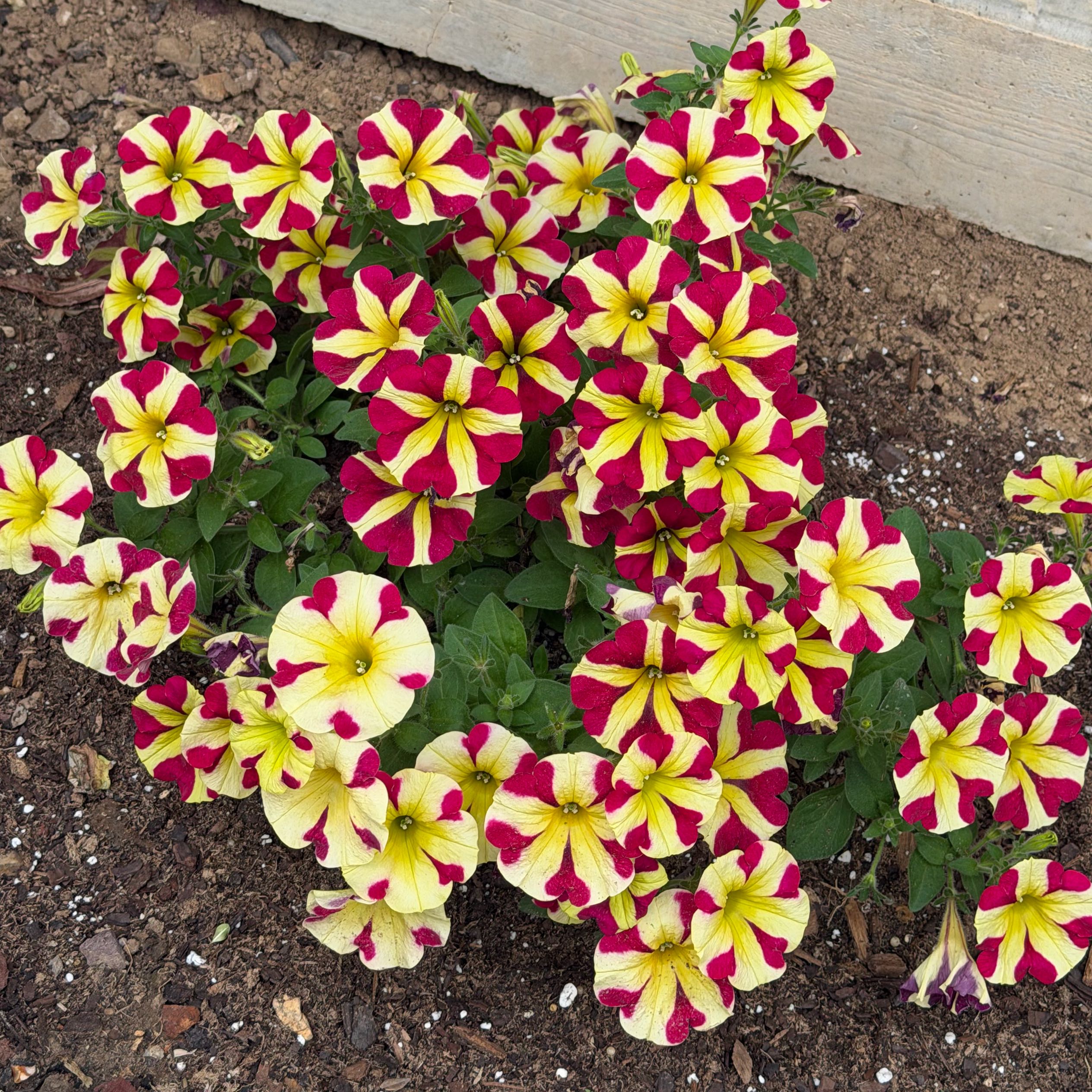 Photo of the plant species Petunia Amore® King of Hearts by @LargeChayote named Marley on Greg, the plant care app