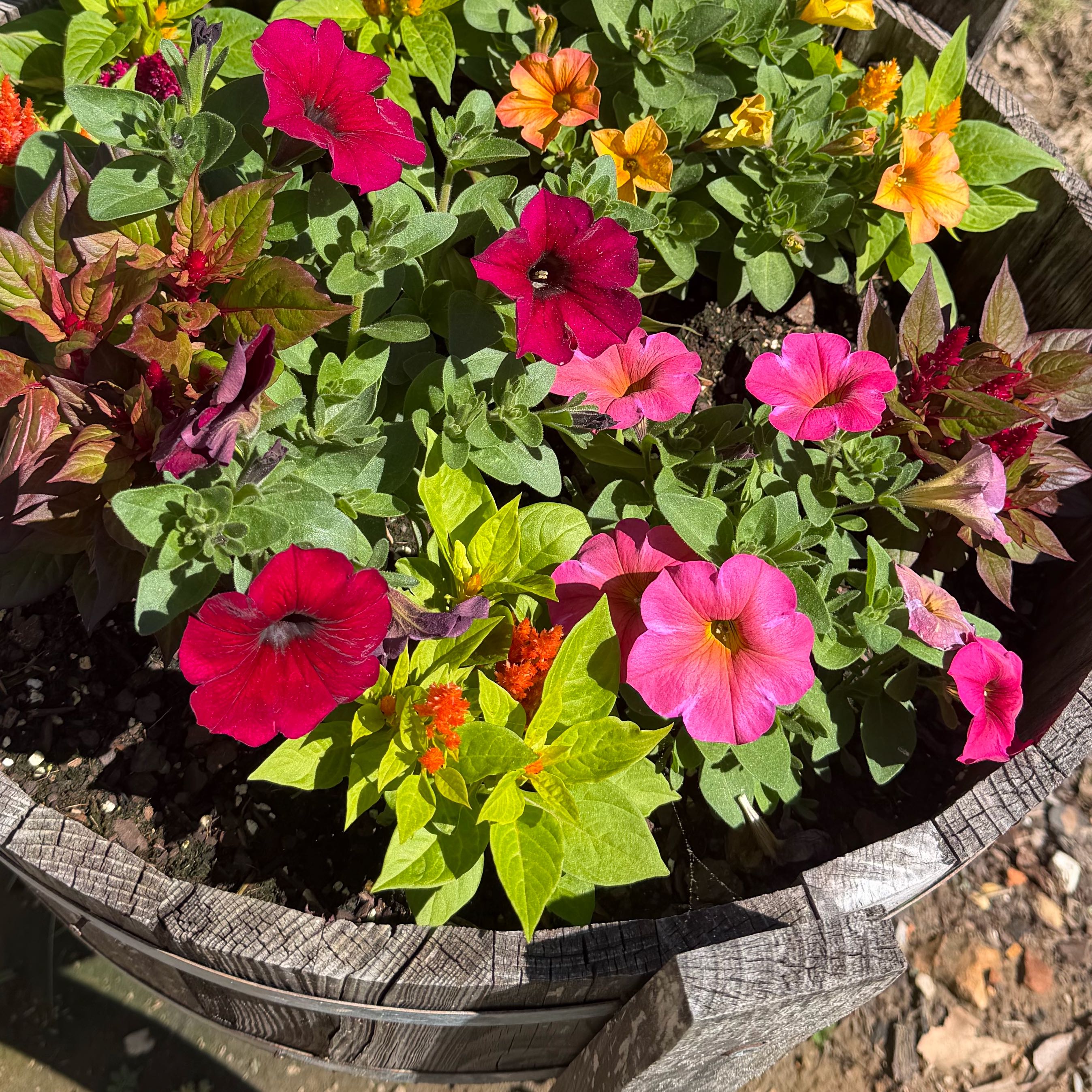 Photo of the plant species Petunia 'Supertunia Honey' by @LargeChayote named Nemo on Greg, the plant care app