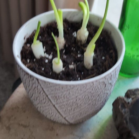 Photo of the plant species Brown Onion by @ActualNavelwort named Maya on Greg, the plant care app