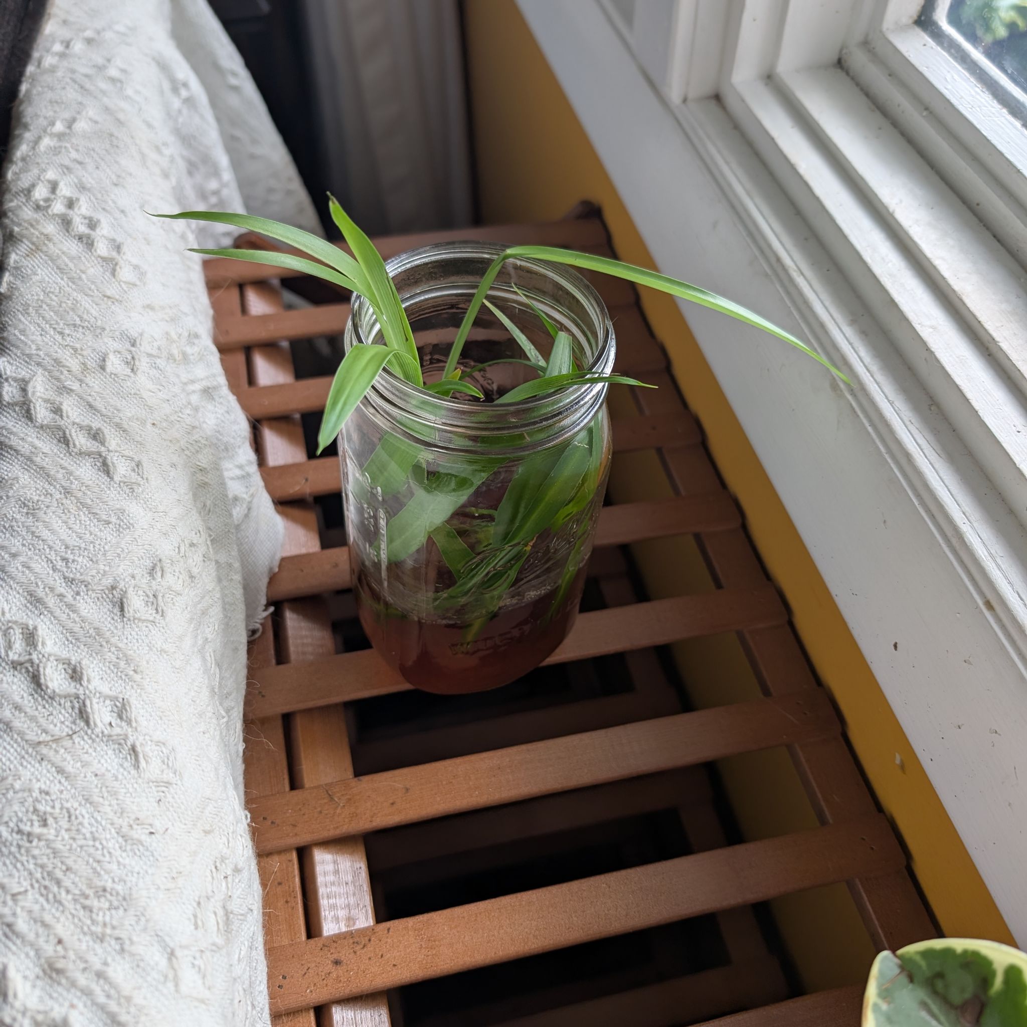 Photo of the plant species Green Spider Plant by @ActualNavelwort named Zion on Greg, the plant care app