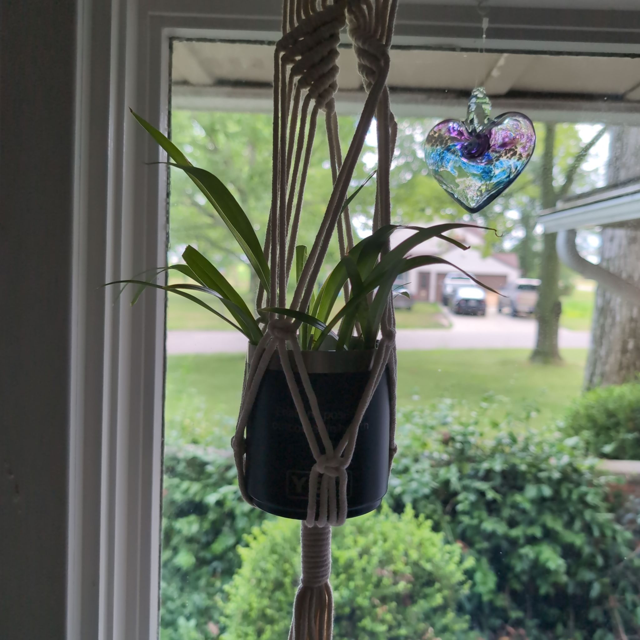 Photo of the plant species Green Spider Plant by @ActualNavelwort named Zion on Greg, the plant care app