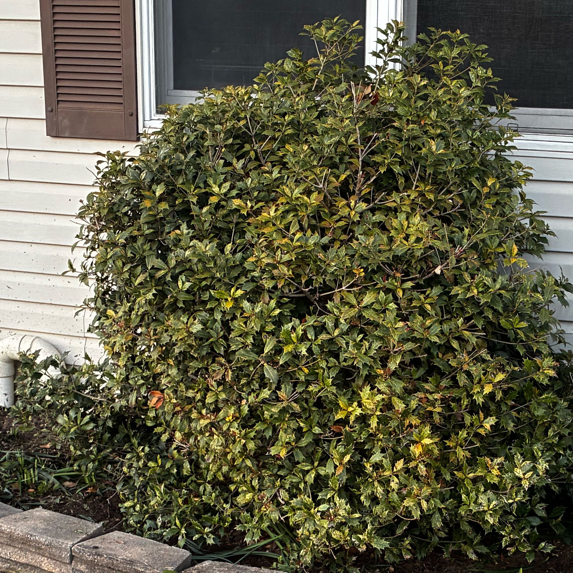 Photo of the plant species Laurustinus by @ZanyCowpea82 named Nemo on Greg, the plant care app