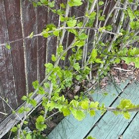 Photo of the plant species Gooseberry by @ZanyCowpea82 named Fernie Mac on Greg, the plant care app