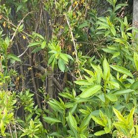 Photo of the plant species Border Forsythia by @ZanyCowpea82 named Zion on Greg, the plant care app
