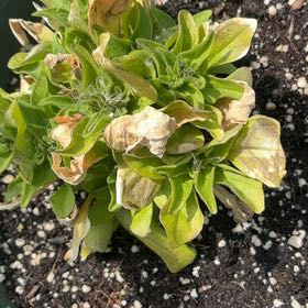 Photo of the plant species Seaside Daisy by @ZanyCowpea82 named Shakira on Greg, the plant care app