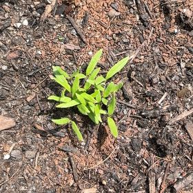 Photo of the plant species Japanese Stiltgrass by @ZanyCowpea82 named Peter Parker on Greg, the plant care app