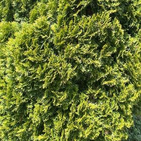 Photo of the plant species Delicate Thuidium Moss by @ZanyCowpea82 named Ulysses S Plant on Greg, the plant care app