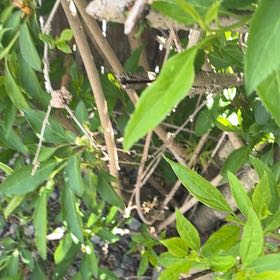 Photo of the plant species Border Forsythia by @ZanyCowpea82 named Diana on Greg, the plant care app