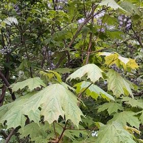 Photo of the plant species Norway Maple by @ZanyCowpea82 named Kesha on Greg, the plant care app