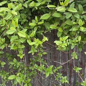 Photo of the plant species Japanese Honeysuckle by @ZanyCowpea82 named Denali on Greg, the plant care app