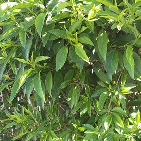 Photo of the plant species Border Forsythia by @ZanyCowpea82 named Kylie on Greg, the plant care app