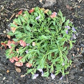 Photo of the plant species Sea Campion by @ZanyCowpea82 named Huckleberry Fern on Greg, the plant care app
