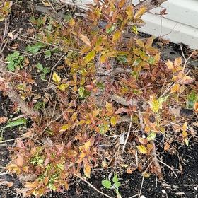 Photo of the plant species Leatherleaf by @ZanyCowpea82 named Remington on Greg, the plant care app