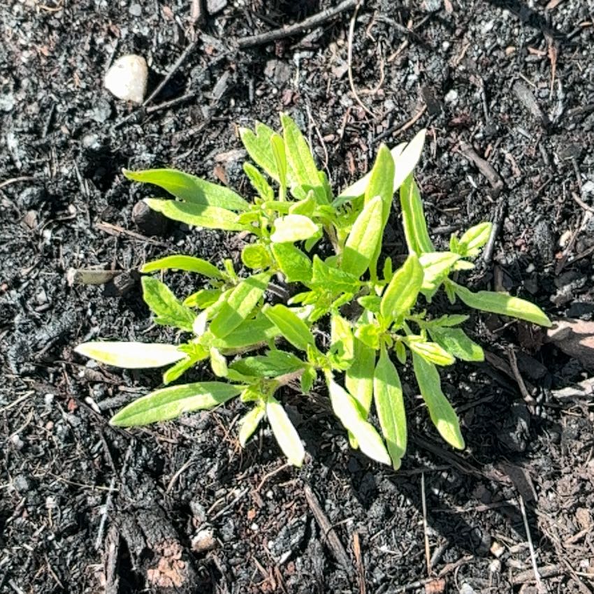Photo of the plant species Lanceleaf Tickseed by @ZanyCowpea82 named Kendall on Greg, the plant care app