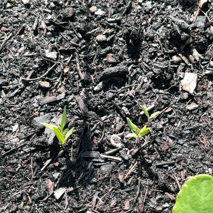 Photo of the plant species California Bay Laurel by @ZanyCowpea82 named Naomi on Greg, the plant care app