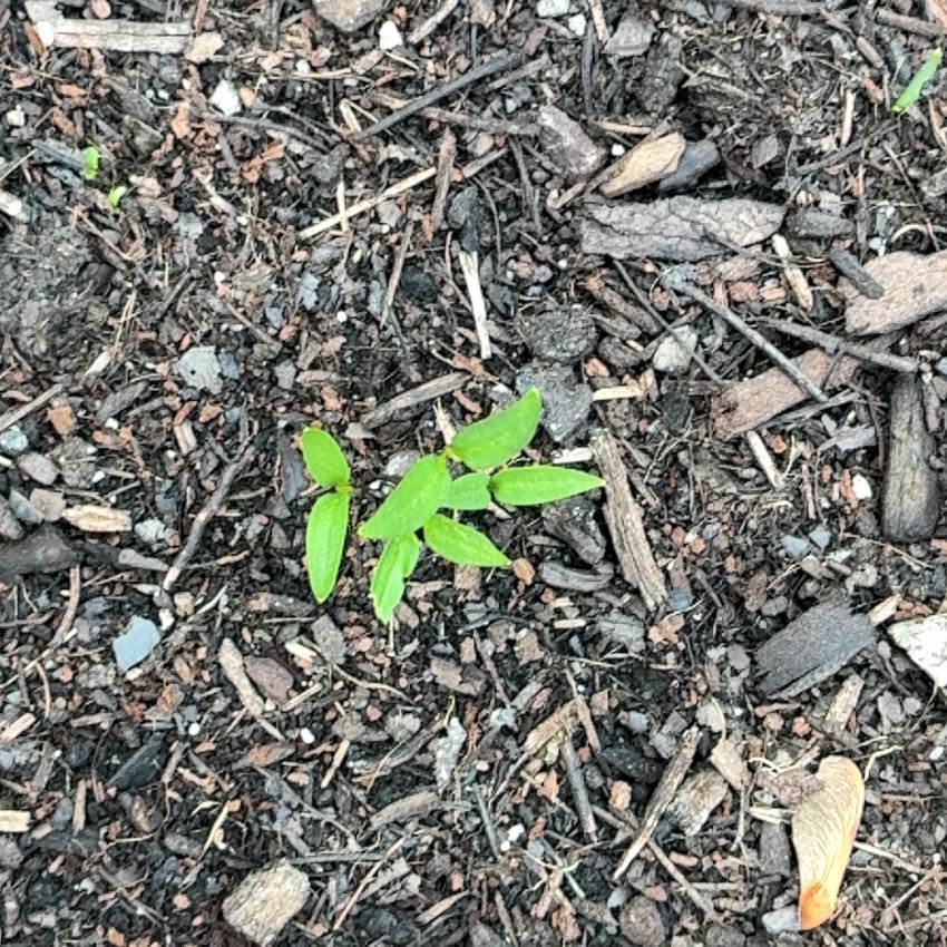 Photo of the plant species Mexican Creeping Zinnia by @ZanyCowpea82 named Leaf Erickson on Greg, the plant care app