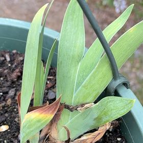 Photo of the plant species Crimean Iris by @ZanyCowpea82 named Delilah on Greg, the plant care app