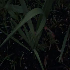 Photo of the plant species Blue Flag by @ZanyCowpea82 named Hamilton on Greg, the plant care app