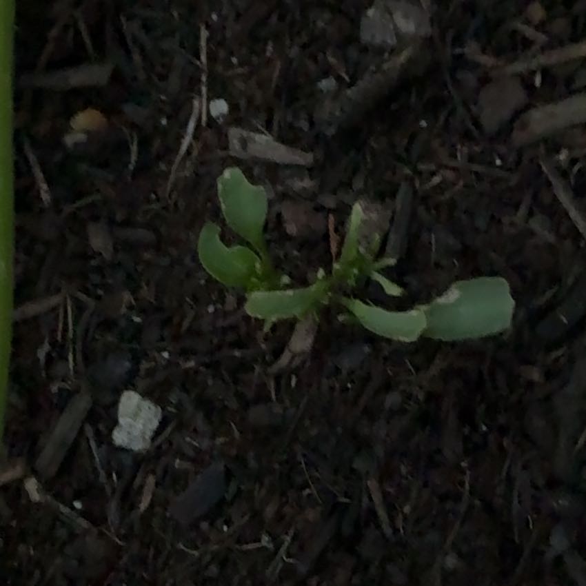Photo of the plant species Oak Mistletoe by @ZanyCowpea82 named Mollie on Greg, the plant care app