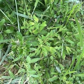 Photo of the plant species Autumn Sage by @ZanyCowpea82 named Aria on Greg, the plant care app