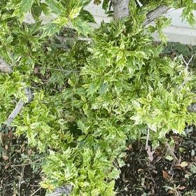 Photo of the plant species Holly Osmanthus by @ZanyCowpea82 named Einstein on Greg, the plant care app
