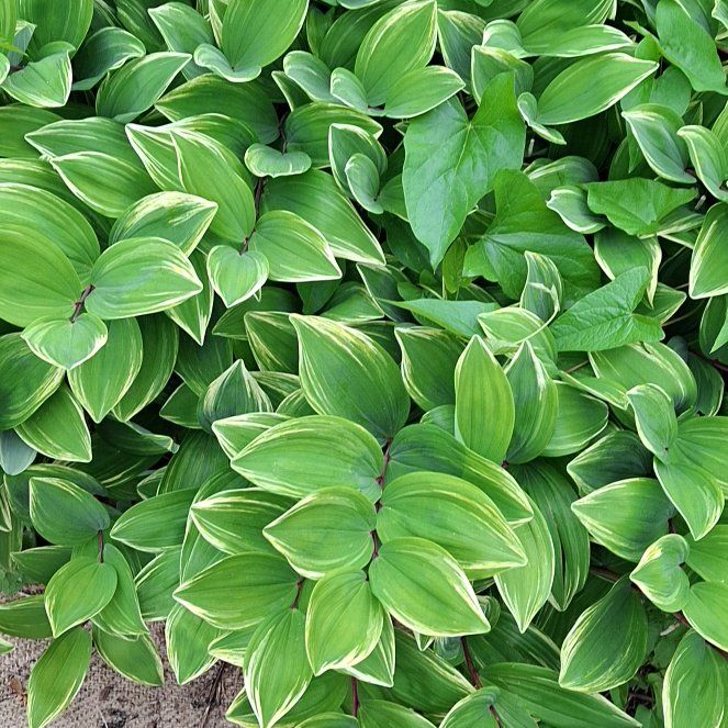 Photo of the plant species Angular Solomon's Seal by @BetterCatthyme named Mochi on Greg, the plant care app