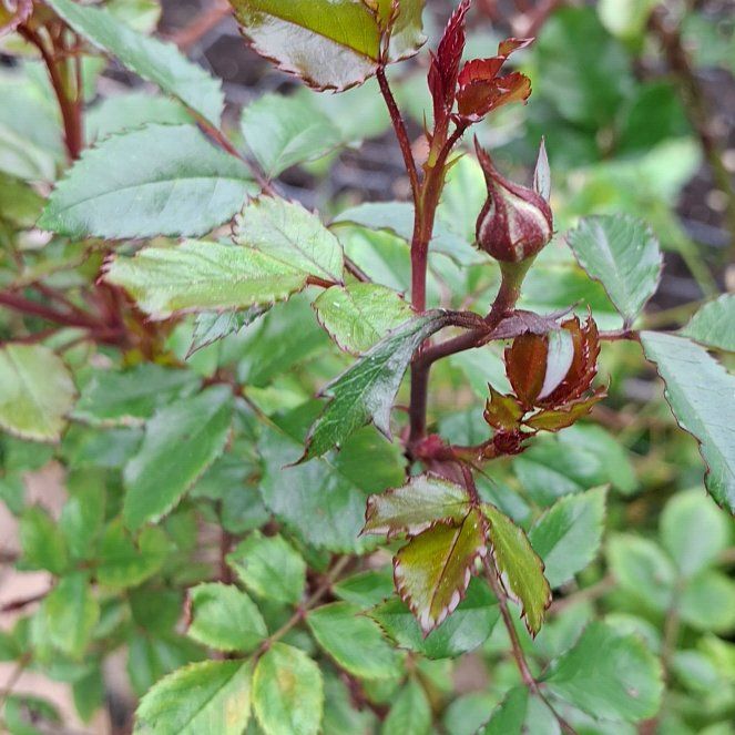 Photo of the plant species Redleaf Rose by @BetterCatthyme named Homer on Greg, the plant care app