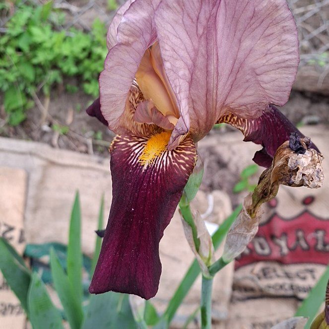 Photo of the plant species Crimean Iris by @BetterCatthyme named Delilah on Greg, the plant care app