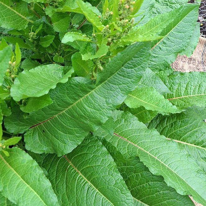 Photo of the plant species Broad-Leaved Dock by @BetterCatthyme named Surya on Greg, the plant care app