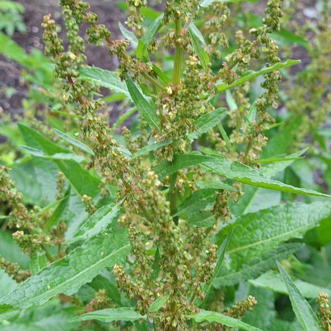 Photo of the plant species Broad-Leaved Dock by @BetterCatthyme named Duke on Greg, the plant care app