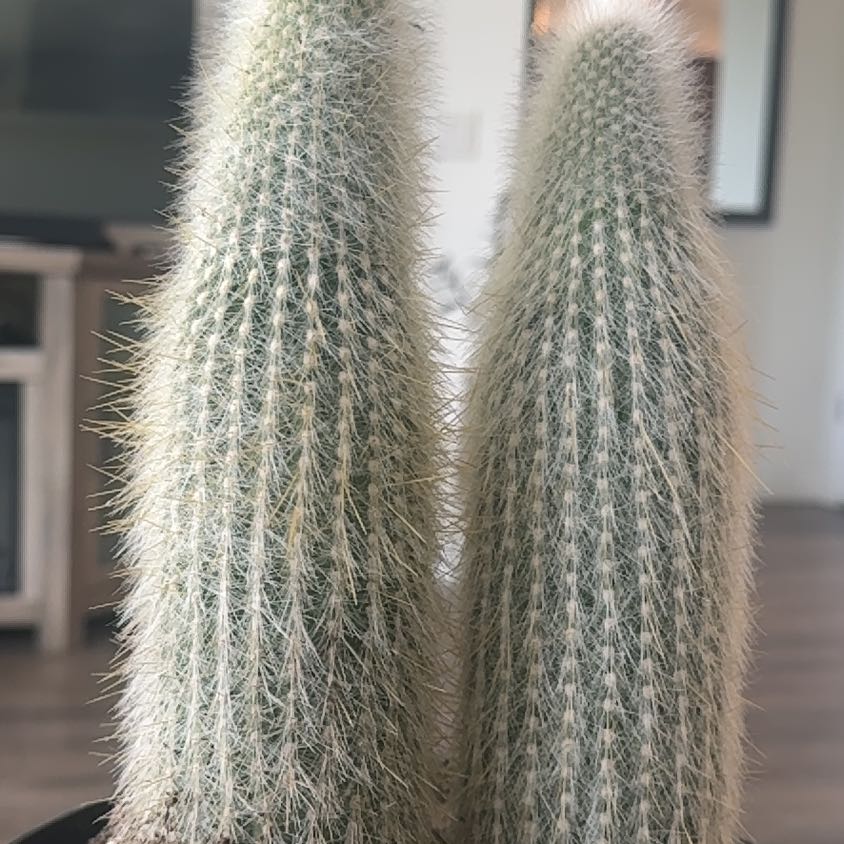 Photo of the plant species Silver Torch Cactus by @VipDamsii58 named Tolkien on Greg, the plant care app