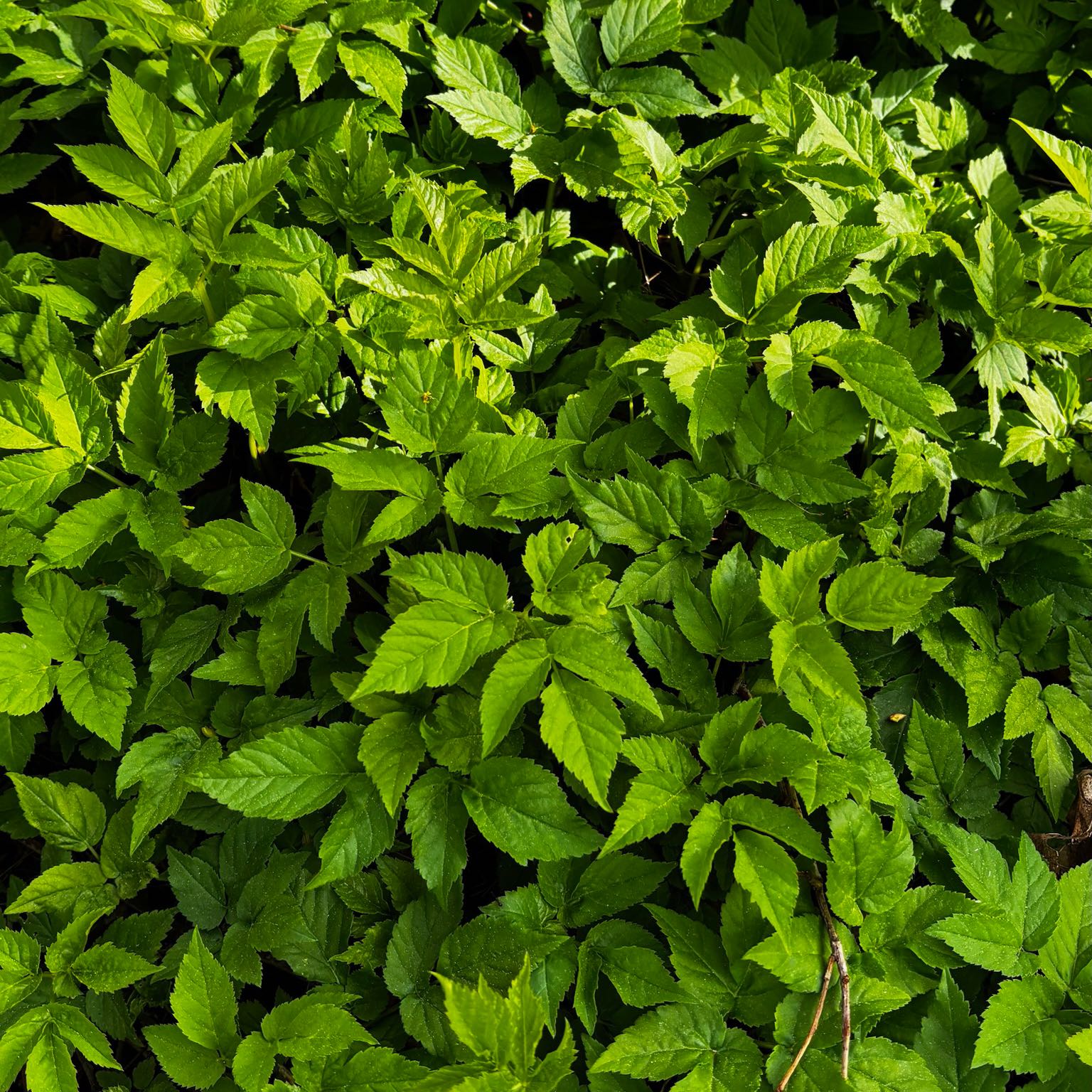 Photo of the plant species Bishop's Goutweed by @SportyLungwort named Figyonce on Greg, the plant care app