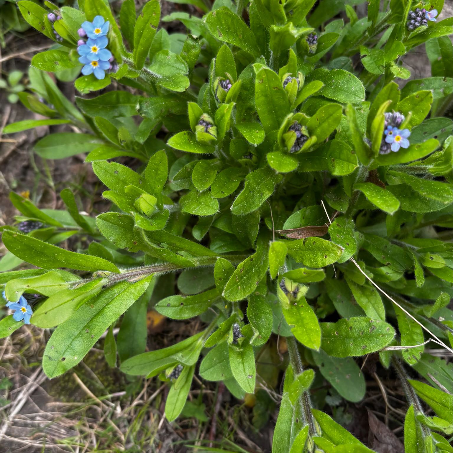 Photo of the plant species Forget-Me-Not by @SportyLungwort named Ulysses S Plant on Greg, the plant care app