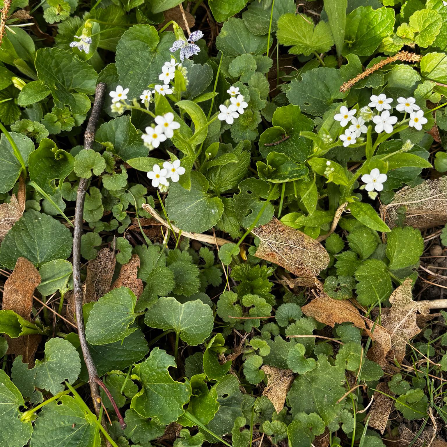 Photo of the plant species Garlic Mustard by @SportyLungwort named Hemingway on Greg, the plant care app