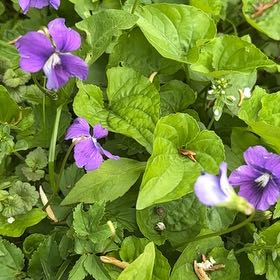 Photo of the plant species Common Blue Violet by @SportyLungwort named Tree Diddy on Greg, the plant care app