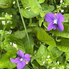 Photo of the plant species Common Blue Violet by @SportyLungwort named Pax on Greg, the plant care app
