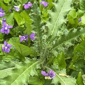 Photo of the plant species Scaevola Aemula by @SportyLungwort named Zeus on Greg, the plant care app