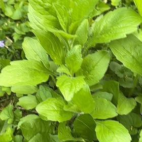 Photo of the plant species Blue Bugle by @SportyLungwort named Taylor Swift on Greg, the plant care app