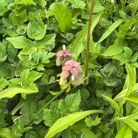 Photo of the plant species Spotted Deadnettle by @SportyLungwort named Gobi on Greg, the plant care app