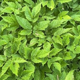 Photo of the plant species Bishop's Goutweed by @SportyLungwort named Tolkien on Greg, the plant care app